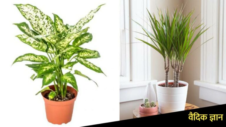 इन 10 पौधों को आप कमरे में भी लगा सकते हैं, नहीं होने देंगे ऑक्सीजन की कमी