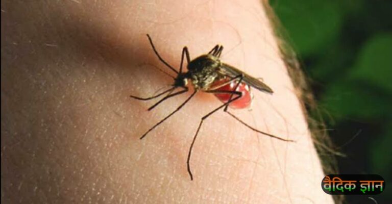 अगर औरों के मुताबिक आपको अधिक मच्छर काटते है, तो इसके पीछे हो सकता है यह कारण
