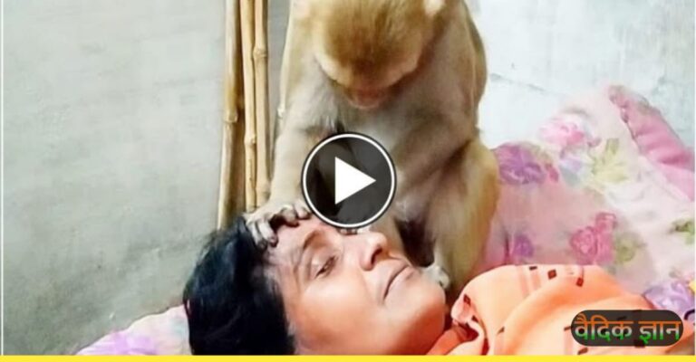 बंदर को अपने घर में बिटिया बना के रखती है यह माँ, वीडियो देखकर आ जाएंगे आंसू